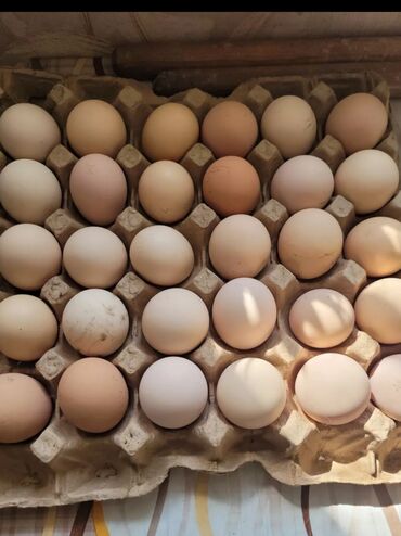яйцо адлер: Домашние яйца тукум жумуртка 30 сом