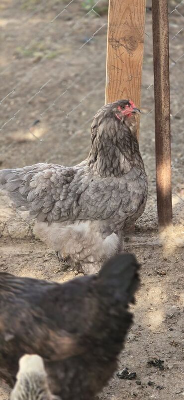 Digər quşlar: Mayali brama yumurtasi.unvan Yeni ramani
catdrilma neftciler — 5