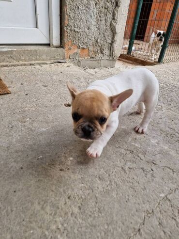 Psi: Štenci francuskog buldoga, oštenjeni 28.07, čekaju svoje nove na lalafo.rs — 6 Psi: Štenci francuskog buldoga, oštenjeni 28.07, čekaju svoje nove — 6