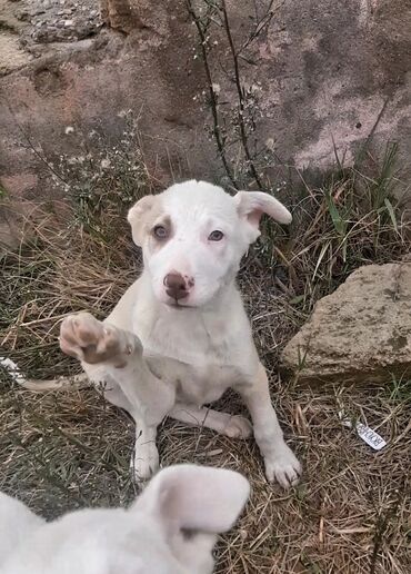 İtlər: 3 ay, Erkek, Pulsuz çatdırılma — 1