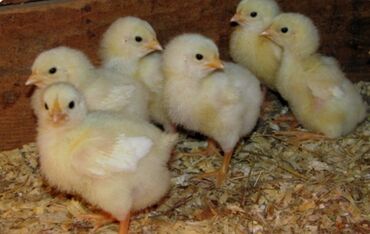 хайлайн тоок: Продаю | Цыплята, Инкубационные яйца | Леггорн | Для разведения, Несушки