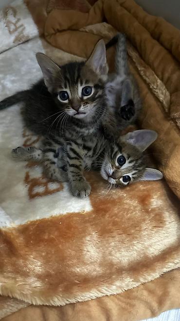 Продажа кошек: Домашние котята. Отец - бенгал. Мама - абессинка. - Возраст: 1,5 — 11