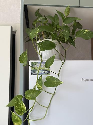 Комнатные растения: Эпипремнум золотистый (Scindapsus/Golden Pothos) в горшке. Горшок 🎁 в — 3