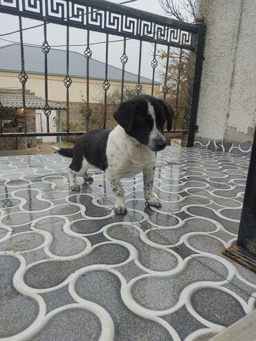 İtlər: Zvonok, 8 ay, Dişi — 7