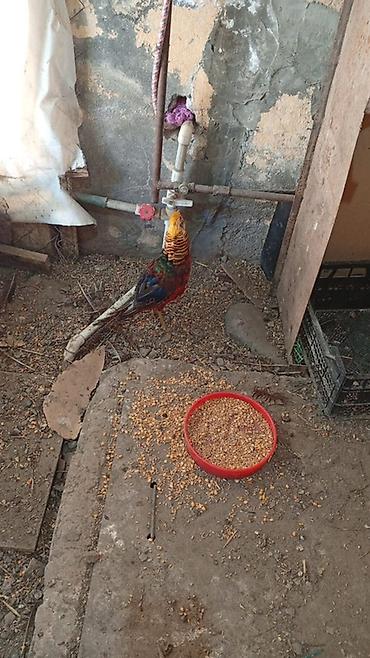 sumatra xoruzu: Məhsul: Qızıl Fazanlar (Golden Pheasant) Təsvir: - Nadir və dekorativ — 2