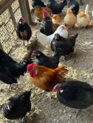 купить декоративных курей: Сатам | Тооктор | Жумуртка туудуруу үчүн