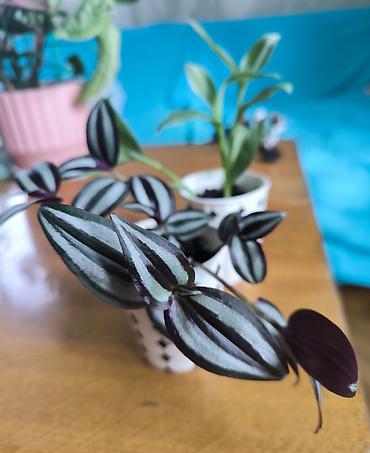 torf satilir: 🌿 Tradescantia bitkiləri satılır! 💚 🤍 Yaşıl yarpaqlı, ağ zolaqlı növ — 1