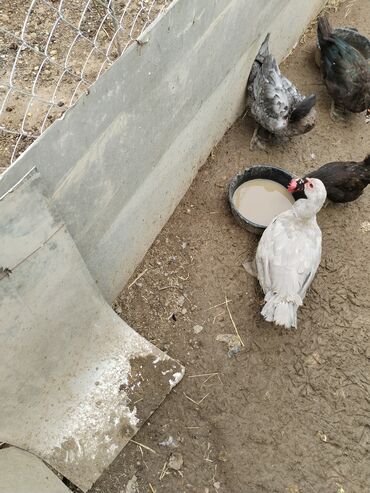Кошки: Muscovy ördəkləri və balaları - Növ: Muscovy (hind ördəyi) - Rənglər