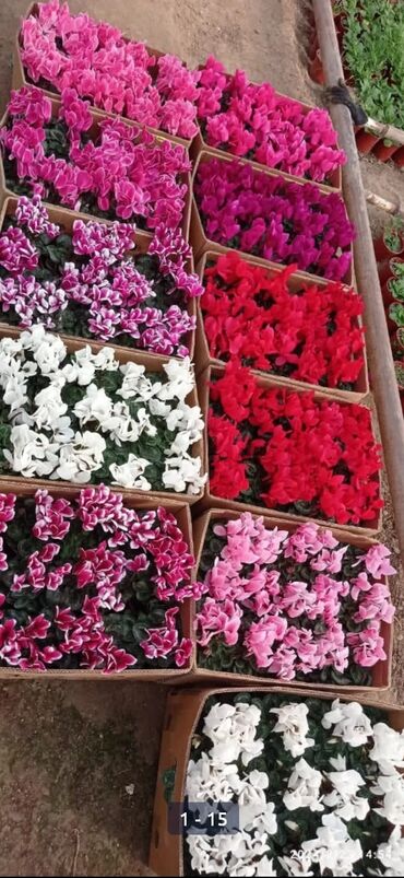 цветов: Цветы на 8 марта