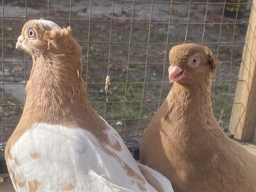 Другие с/х животные: Породные голуби с «чубом» и мощным зобом (дутыши/крякуны), окраска — 10
