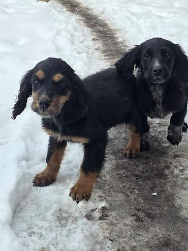 Продажа собак: Щенки спаниеля - Помет от породистой мамы-спаниеля (на фото рядом с — 5