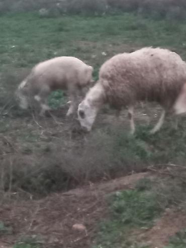 Qoyunlar, qoçlar: Salam heyavanlar satılır 3dənə balalı 1dənə tək 2si birinci qarın 2si — 9