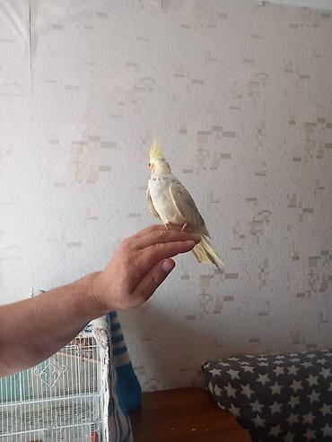 куплю коня: Корелла (нимфа) светлого окраса - Вид: корелла (нимфа) с хохолком. - — 2