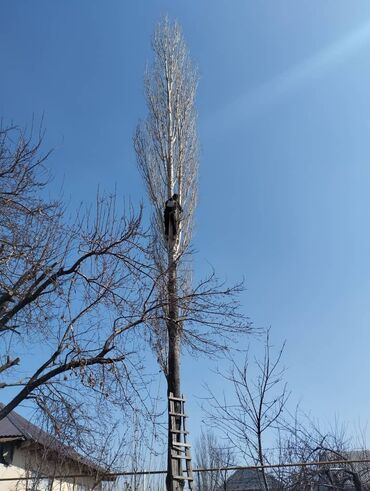 угол дрова: Профессиональная обрезка и спил деревьев! 🌳✂️ 🔹 Обрезка сухих