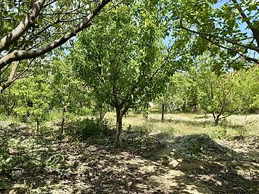xaçmaz torpag: 6 sot, Tikinti, Kupça (Çıxarış) — 3