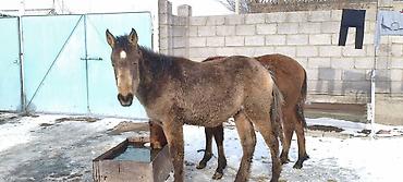 Лошади, кони: Продаю | Жеребенок | Рабочий — 1