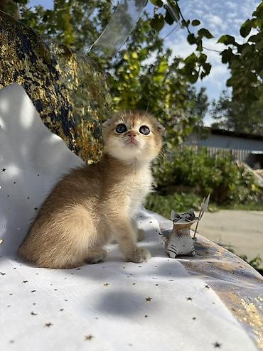 кошка майкун: Шотландский вислоухий котёнок, окрас золотая шиншилла (golden — 4