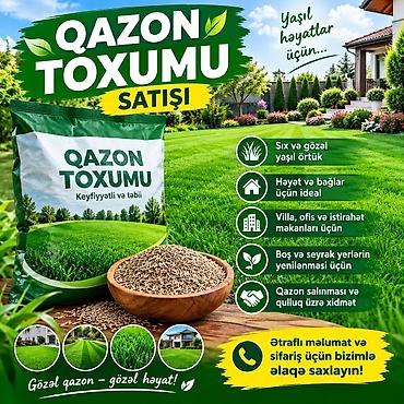 həyət gulu: 🌱 QAZON TOXUMU SATIŞI 🌱 Həyətinizdə, bağınızda, villanızda və — 1