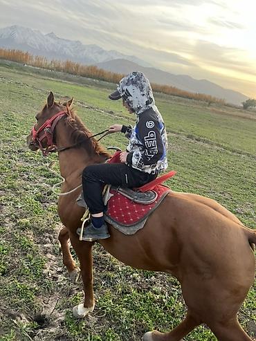 Лошади, кони: Продаю | Конь (самец) | Полукровка | Конный спорт — 10