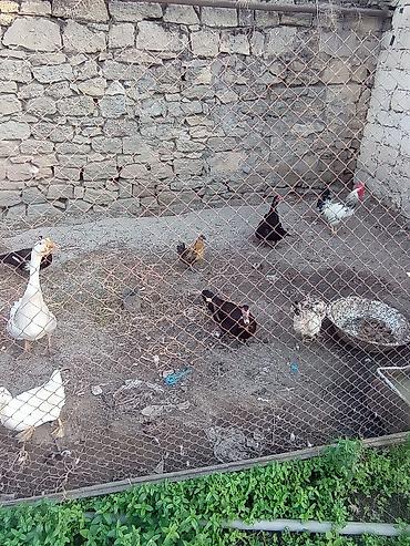 Erkək, | Lal ördək, Damazlıq, Ünvandan götürmə, Ödənişli çatdırılma