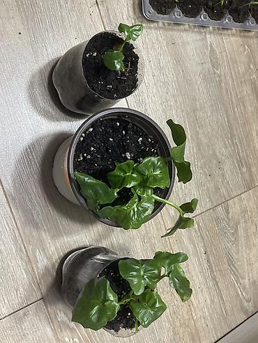 Бөлмө өсүмдүктөрү: Комнатные растения – молодые саженцы в горшках Филодендрон атом — 1