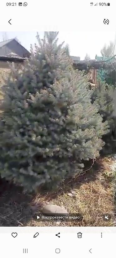 комнатный гулдор: Ель голубая (Picea pungens glauca), взрослое декоративное дерево. - — 1