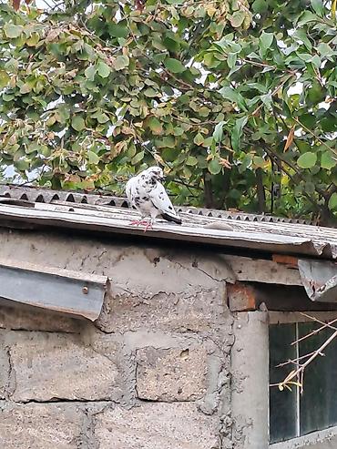 eşşək qiyməti: Hami bahali quslardi hamisini baha almisam sadece baska yere gedirem — 7