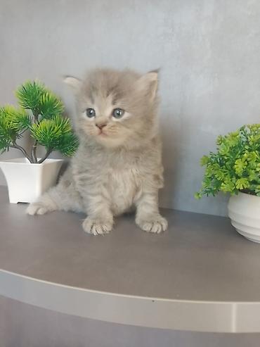 şinşıla: Şinşilla — 3