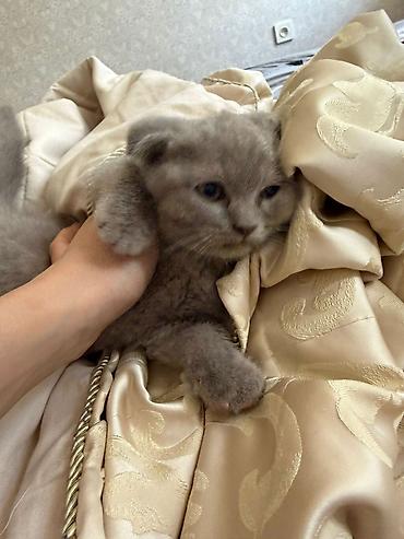 Кошки: Шотландская вислоухая — 4