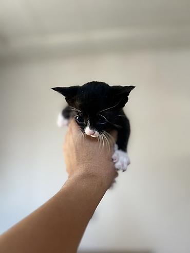 турецкая кошка: Котёнки с большими выразительными глазами. Короткая мягкая шерсть — 5