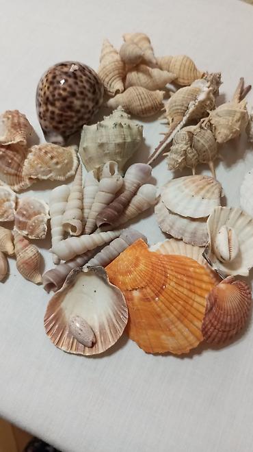 ağ xasqi: Akvarium üçün dəniz qabıqları kolleksiyası. Hamısı birlikdə satılır — 5