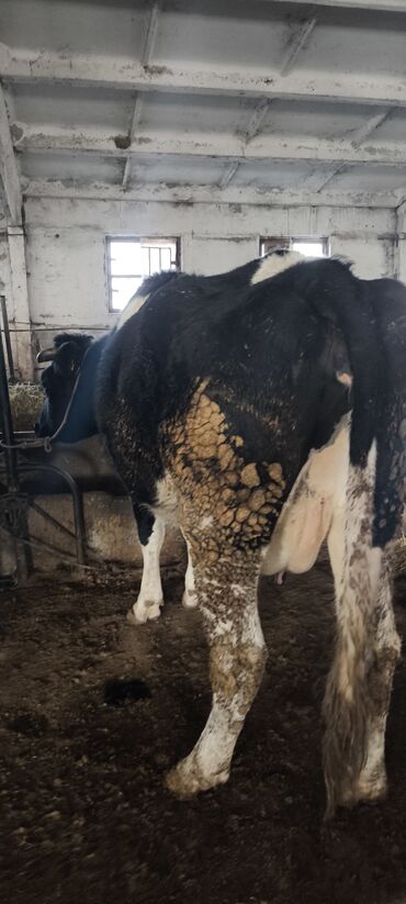 Коровы, быки: Продаю | Корова (самка) — 28