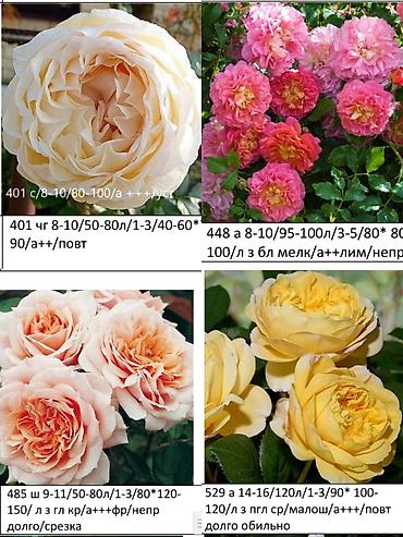 Роза: Саженцы — 4