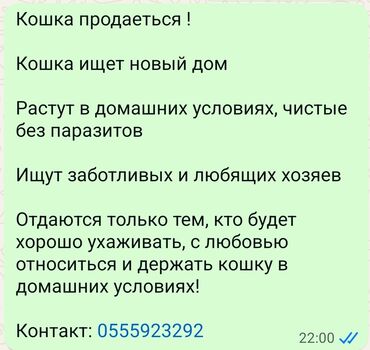 кошка домашняя: Скотиш Фолд (Шотландиялык шалпаң кулак), 11 айлык, Ургаачы, Ак, Аргын, Лотокко барууга үйрөтүлгөн