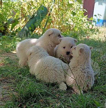 Psi: Na prodaju prelepi štenci belog nemačkog špica, oštenjeni 12. januara — 1