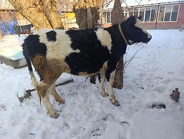 Коровы, быки: Продаю | Тёлка | Для молока | Привязанные — 1