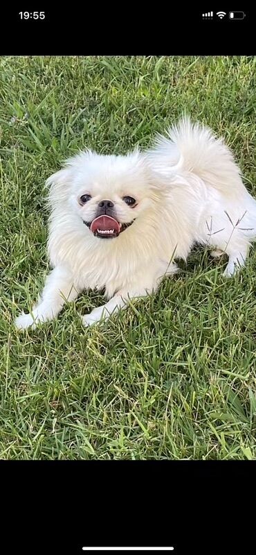 İtlər: Pekines, 1 il, Dişi, Cütləşmə üçün, Pulsuz çatdırılma