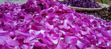 Digər bitkilər: Mürəbbə və gilab hazırlamaq için Qızıl gül çayada atmaq olur .1 kq 5 lalafo.az -da Digər bitkilər: Mürəbbə və gilab hazırlamaq için Qızıl gül çayada atmaq olur .1 kq 5