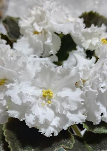 Фиалки и глоксинии: В продаже детки,пасынки сортовых мини и полумини фиалок 🌺🌿🌺 — 16