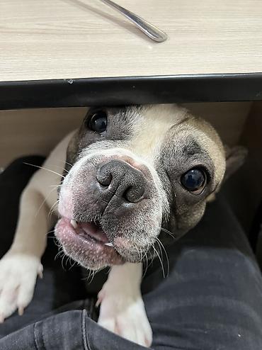 добрый: ИЩЕМ ДОМ ДЛЯ ПРЕКРАСНОГО МАЛЬЧИКА! 🐶❤️ Французский бульдог, кобель, 5 — 5