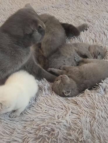 Pişiklər: Şotland — 11