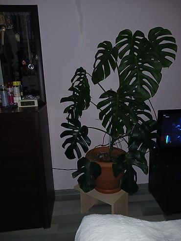 ev gulleri sekilleri: Monstera deliciosa (sviss pendiri bitkisi) – iri, dilimli, parlaq — 2