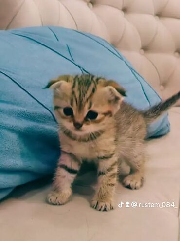 pişik cütleşdirmek: Золотая шиншилла, Самец, Самка, Платная доставка