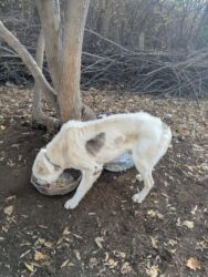продаю друга: Собака крупной породы, светлая (белая шерсть с тёмными пятнами на