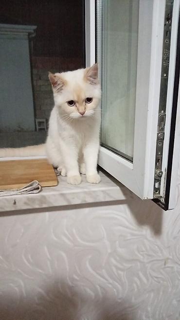 heyvan sahiblendirme: Britan, Ünvandan götürmə, Ödənişli çatdırılma — 2