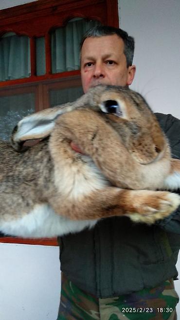 Dovşanlar: Dovşanlar Flandr cinsli. Flandr cinsli dovşan balaları satılır. Ən -da lalafo.az — 11 Dovşanlar: Dovşanlar Flandr cinsli. Flandr cinsli dovşan balaları satılır. Ən — 11