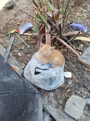 объявления о найденных животных: Кошка даром: Беспородная, 3 месяца, Мальчик