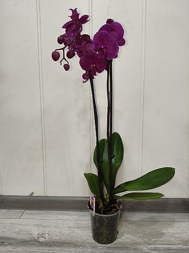Орхидеи: Орхидея фаленопсис в прозрачном пластиковом горшке. - Разные окраски — 4