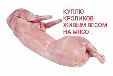 Продам с/х животных: Продаю | Крольчиха (самка), Кролик самец | На забой — 1