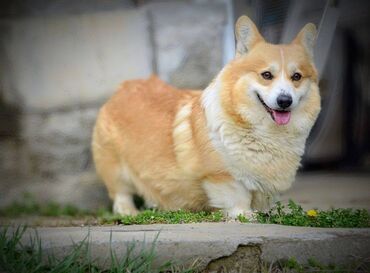 Psi: Prelepi štenci Welsh Corgi Pembroke, od odličnih roditelja: D.O.B — 13